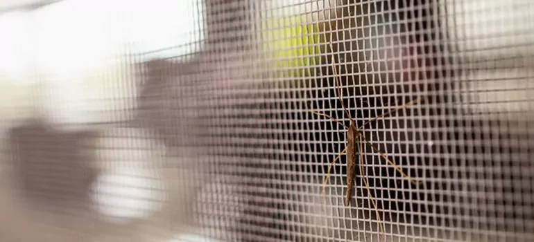 Repair Mosquito Mesh For Windows in Deltona, FL